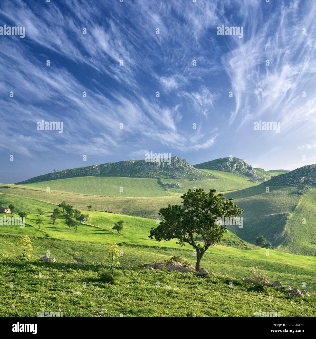 Paesaggio rurale con albero di mandorla e campi verdi cirrus cloudscape in Sicilia Foto Stock