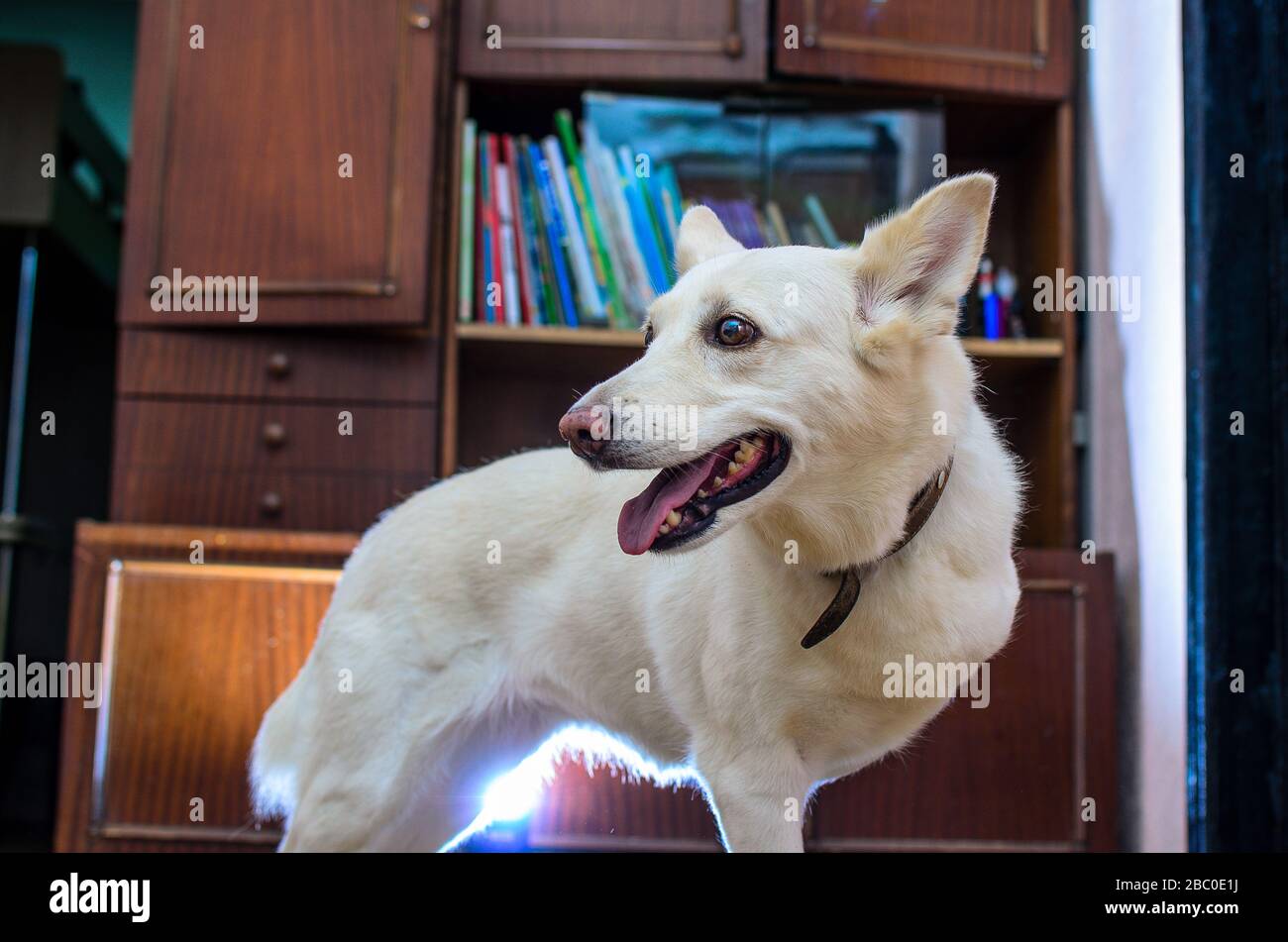 ritratto di un cane bianco mongrel tre-gambe con una disabilità nell'interno domestico Foto Stock