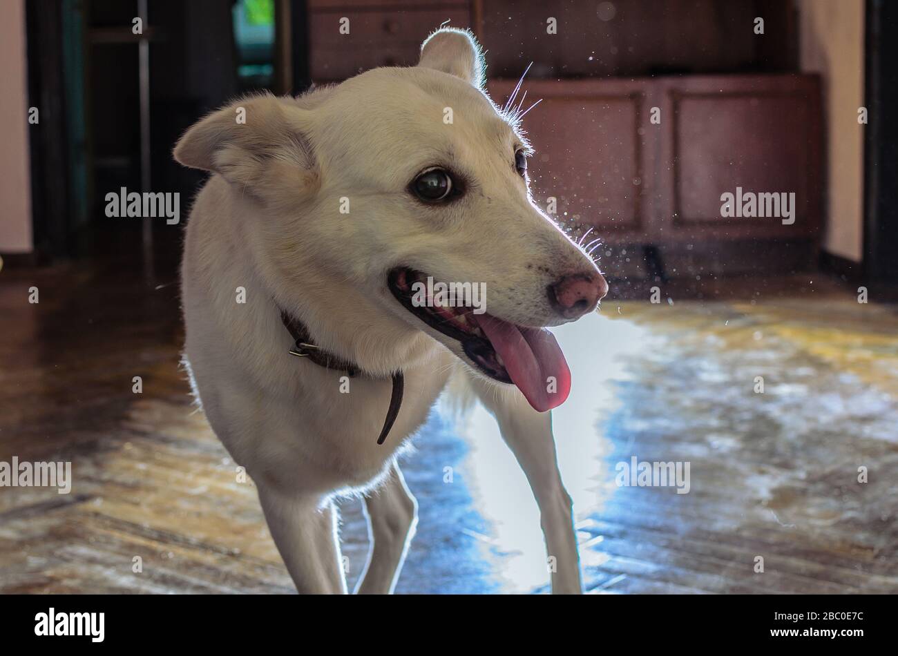 ritratto di un cane a tre zampe bianco con una disabilità Foto Stock