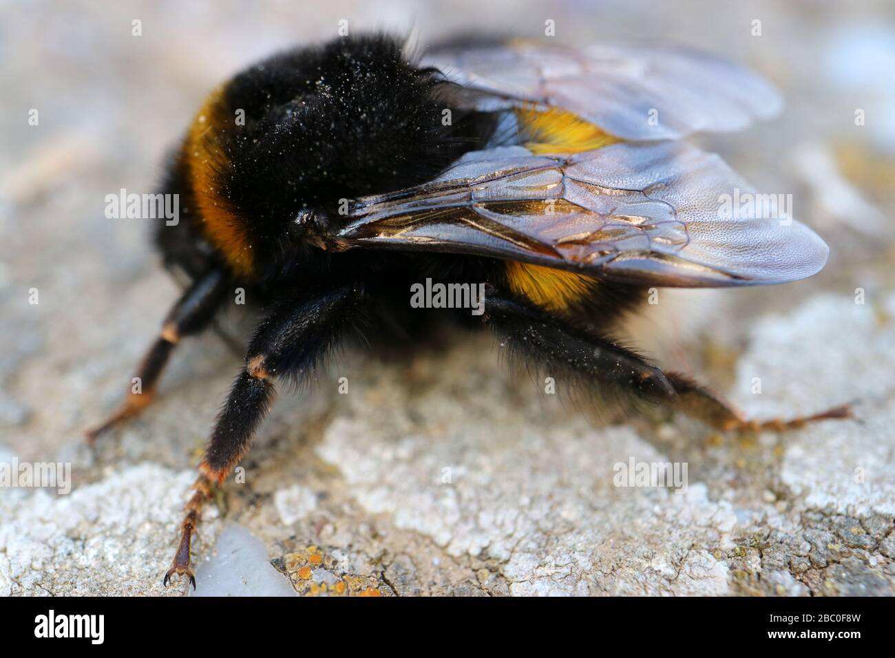 Nero-giallo bumblebee con le ali trasparenti sul percorso in giardino, bug, bumblebee, insetti, animali, macro, foto di fauna, fotografia di scorta Foto Stock