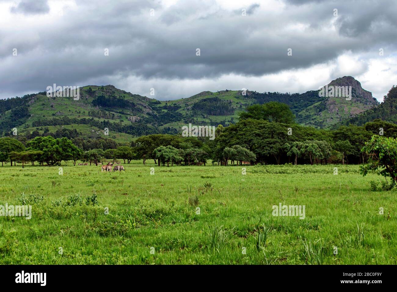 Ampio paesaggio aperto in tempo piovoso con zebre che pascolano sulle pianure nel santuario della fauna selvatica di Saint-Fan a Eswatini (Swaziland) Foto Stock