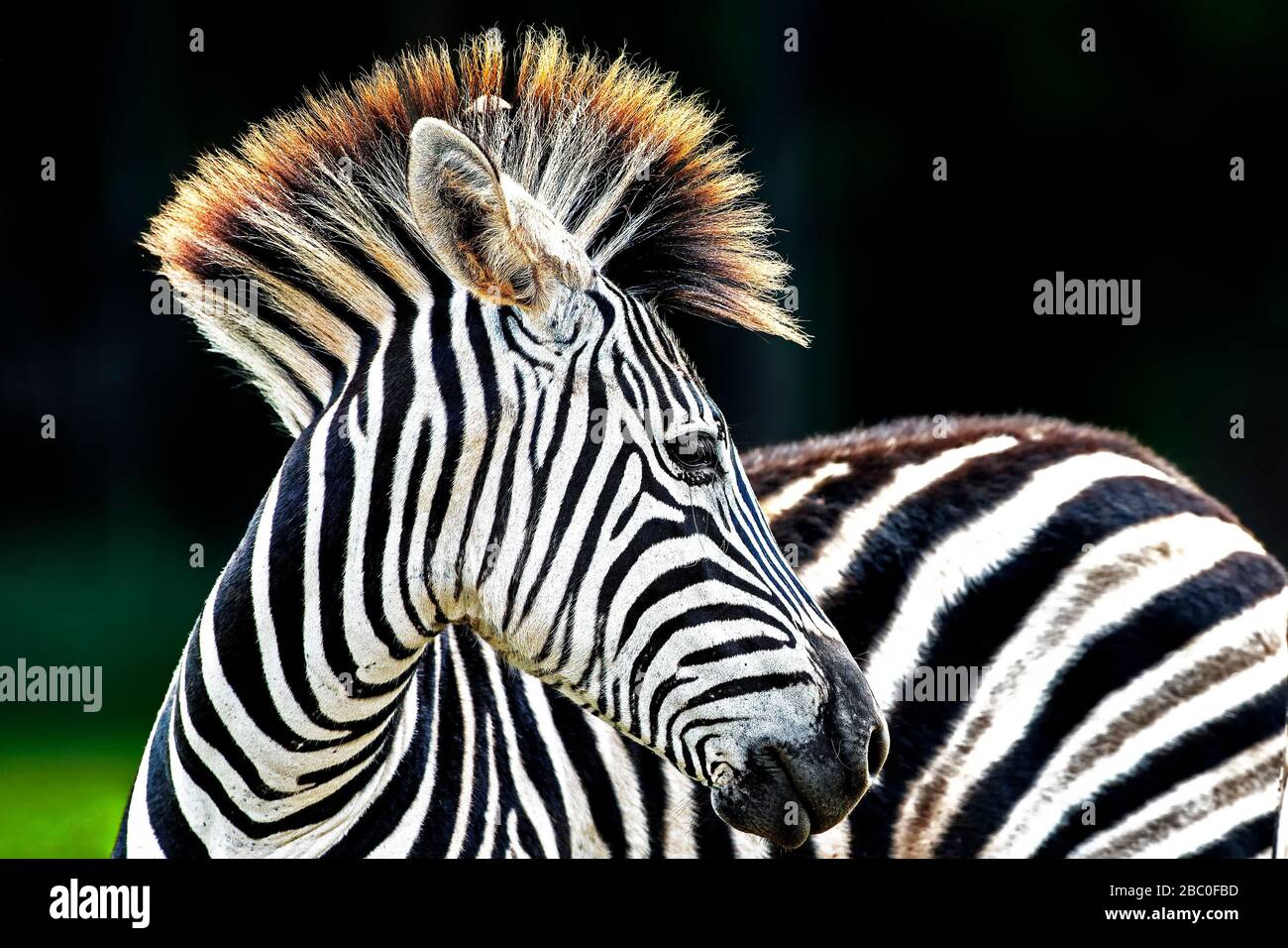 Closeup Ritratto di una zebra di Burchells nella Riserva Naturale di rigonfiamento a Escatini (Swaziland) Foto Stock