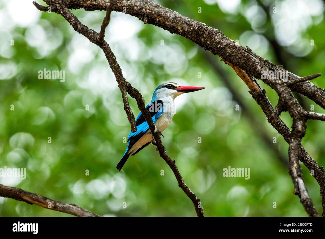 Un Kingfisher Woodland arroccato in Tree nel Parco Nazionale Kruger, Sud Africa Foto Stock