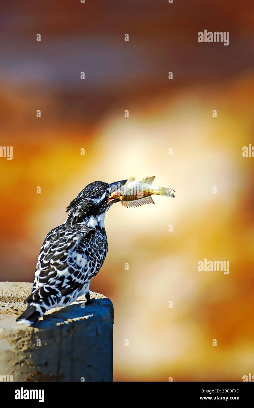 Pied Kingfisher mangiare pesce pescato in becco nel Kruger National Park, Sud Africa Foto Stock