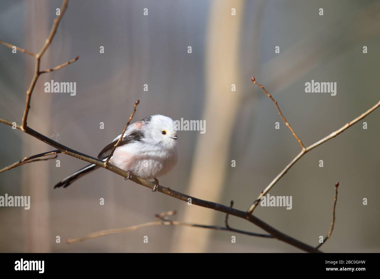 Tit a coda lunga (Aegithalos caudatus), Europa, Estonia. Foto Stock