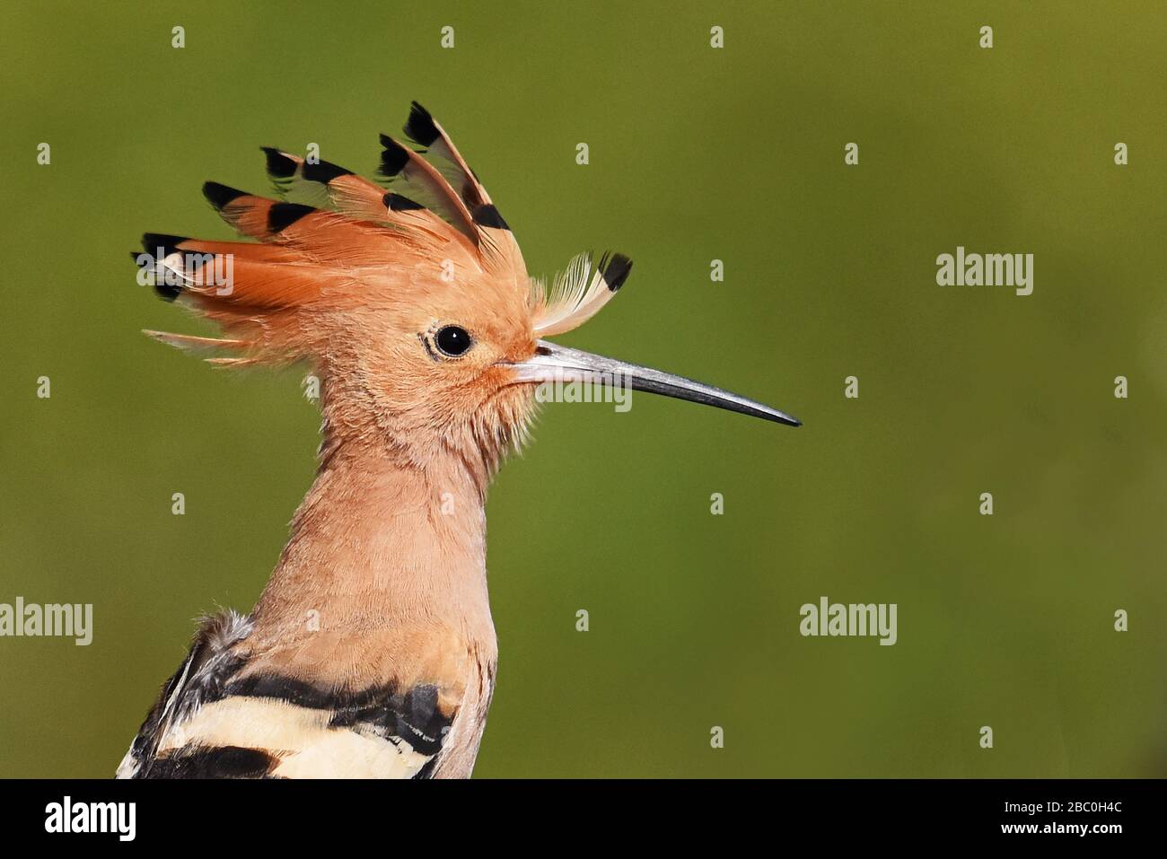 Hopoe eurasiatica, Lesvos, Grecia Foto Stock