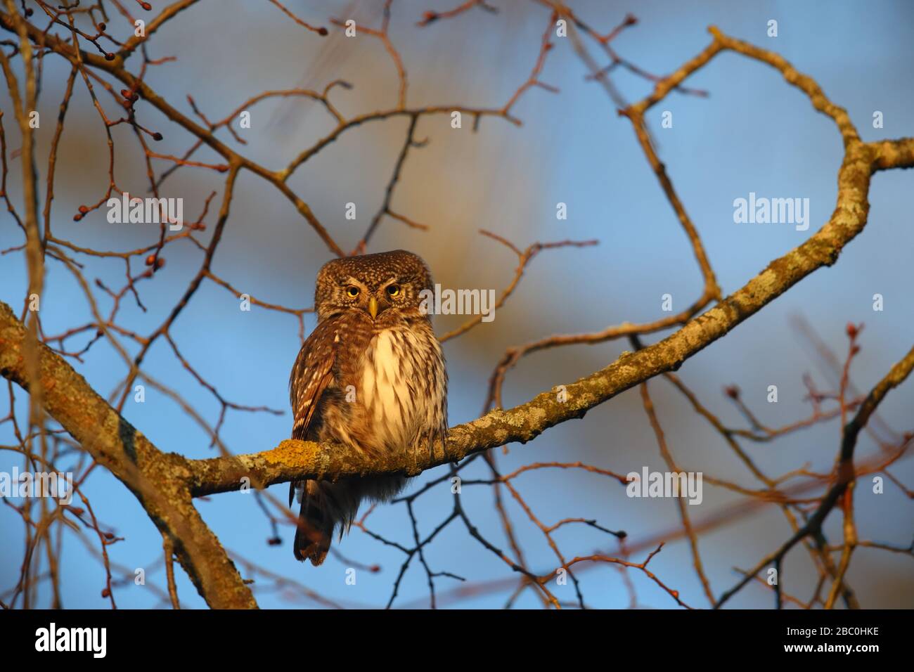 Gufo di Pigmy (glaucidium passerinum). Europa Foto Stock