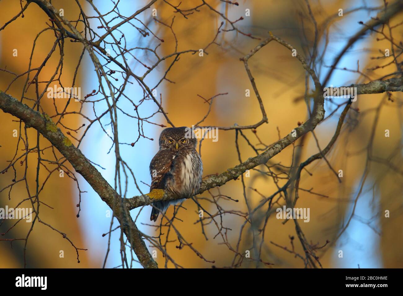 Gufo di Pigmy (glaucidium passerinum). Europa Foto Stock