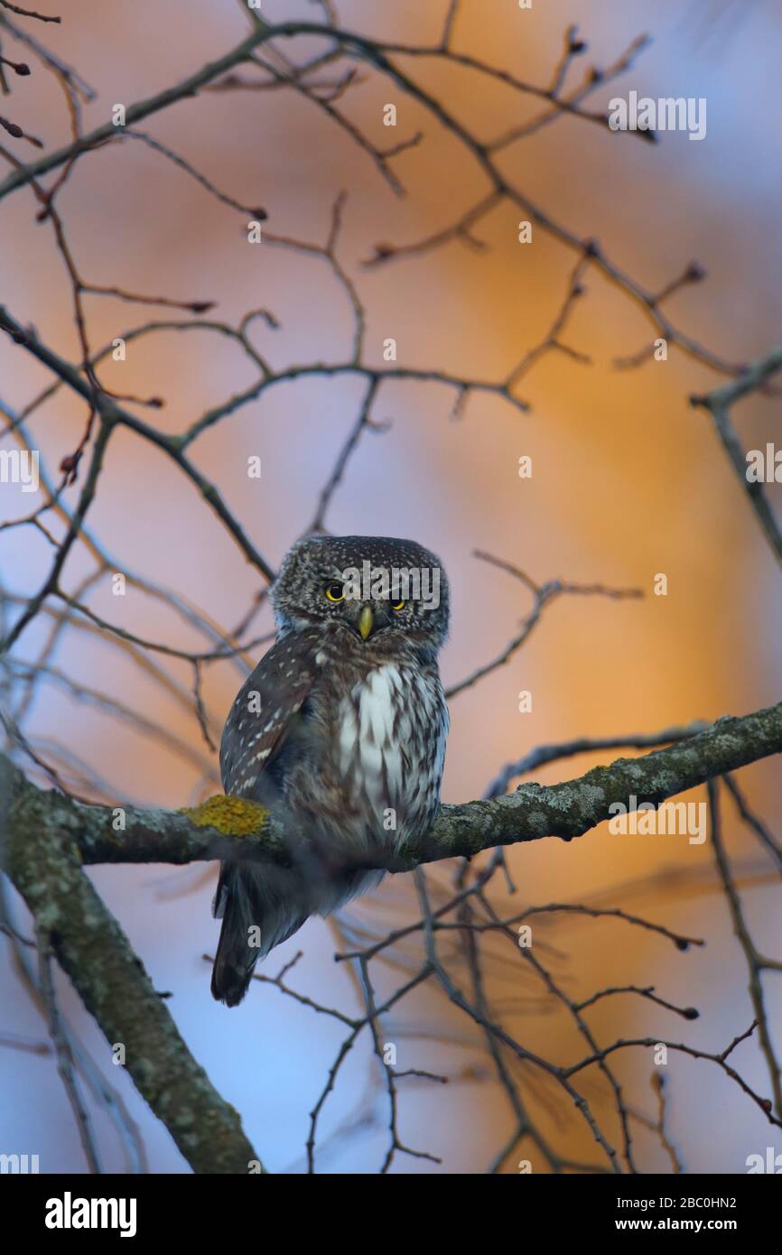 Gufo di Pigmy (glaucidium passerinum). Europa Foto Stock