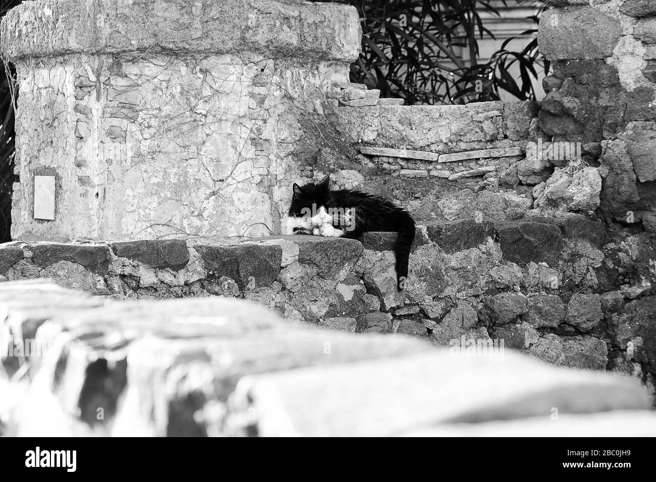 Gatto randagio Anguillara Sabazia Foto Stock