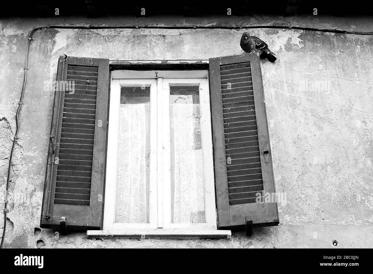 animali domestici Foto Stock