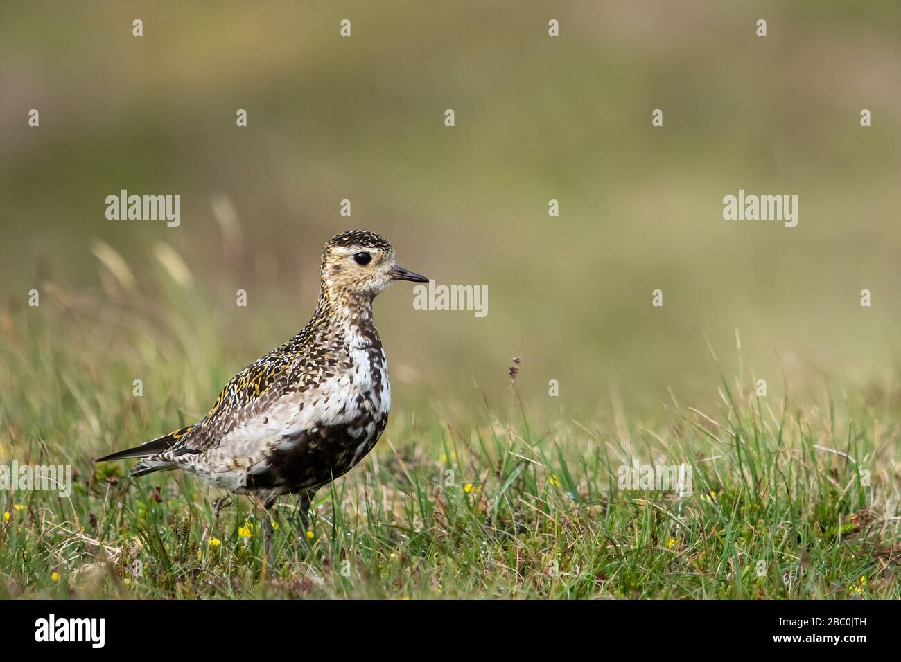 Plover dorato europeo, Shetland, Regno Unito Foto Stock