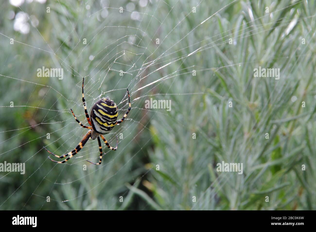 A Wasp Spider (Argiope bruennichi) nel suo sito web sull'isola di Santa Maria, Azzorre, Portogallo. Foto Stock