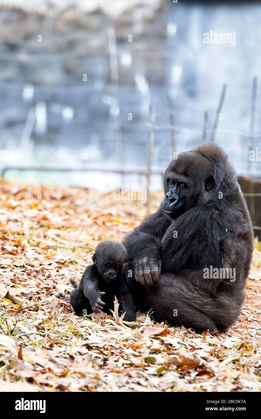 Western Lowland Gorillas nel loro habitat allo Zoo di Atlanta Foto Stock