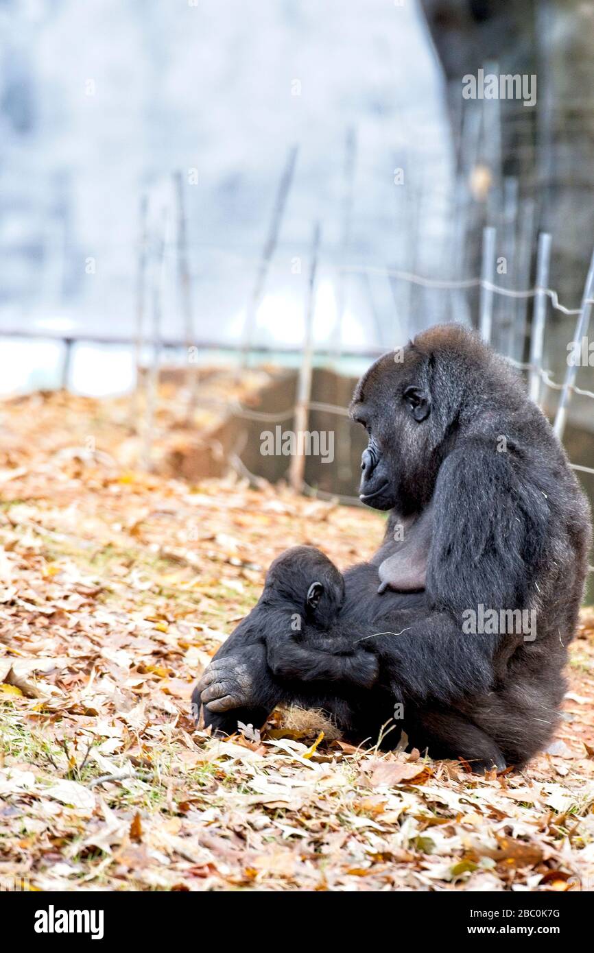 Western Lowland Gorillas nel loro habitat allo Zoo di Atlanta Foto Stock