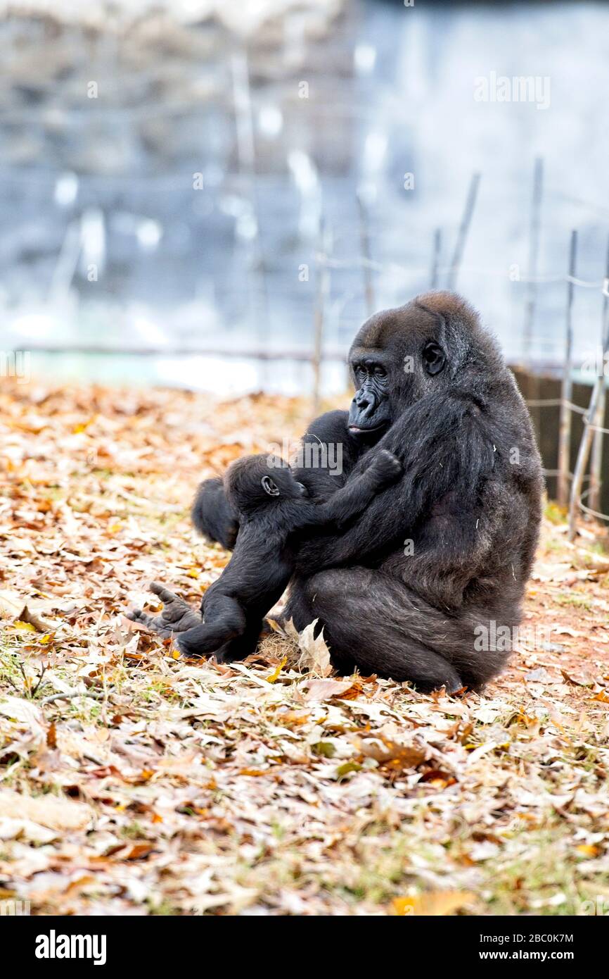 Western Lowland Gorillas nel loro habitat allo Zoo di Atlanta Foto Stock