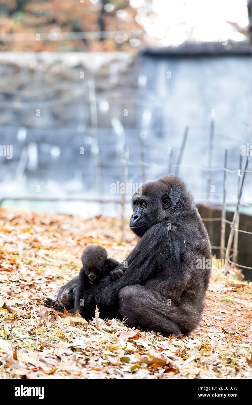 Una donna occidentale Lowland Gorilla siede con il suo bambino nel suo habitat allo Zoo di Atlanta Foto Stock
