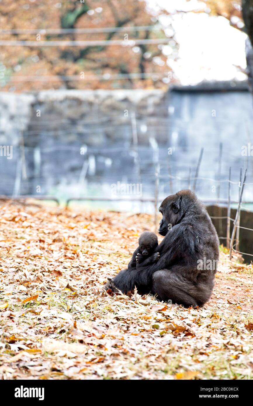 Una donna occidentale Lowland Gorilla siede con il suo bambino nel suo habitat allo Zoo di Atlanta Foto Stock