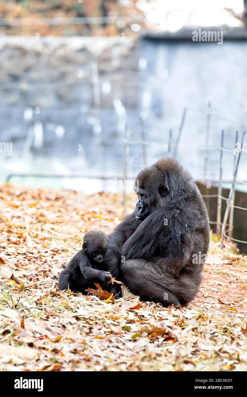 Una donna occidentale Lowland Gorilla siede con il suo bambino nel suo habitat allo Zoo di Atlanta Foto Stock