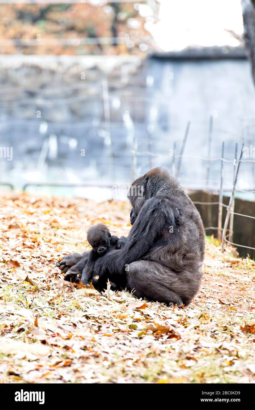 Una donna occidentale Lowland Gorilla siede con il suo bambino nel suo habitat allo Zoo di Atlanta Foto Stock
