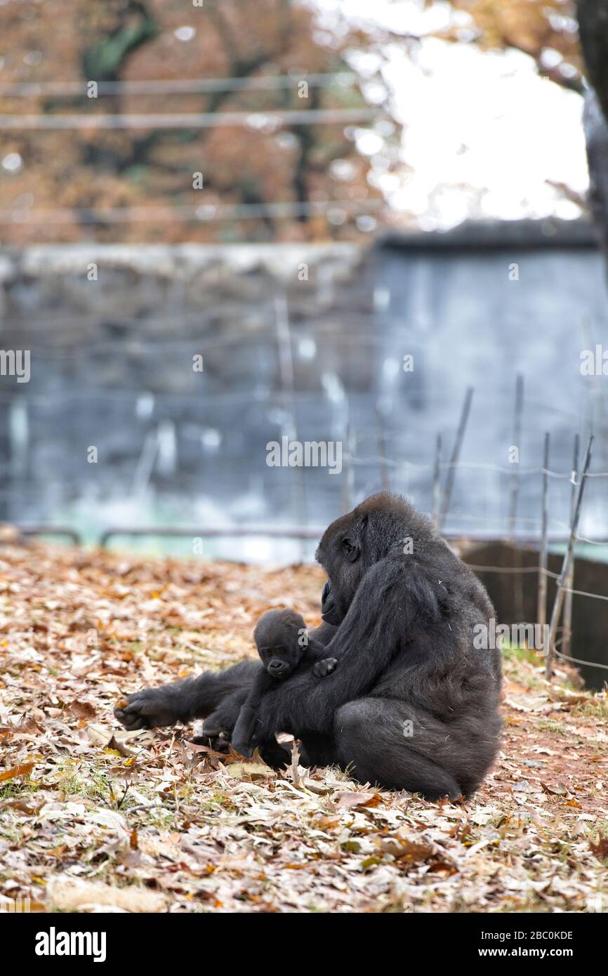 Una donna occidentale Lowland Gorilla siede con il suo bambino nel suo habitat allo Zoo di Atlanta Foto Stock