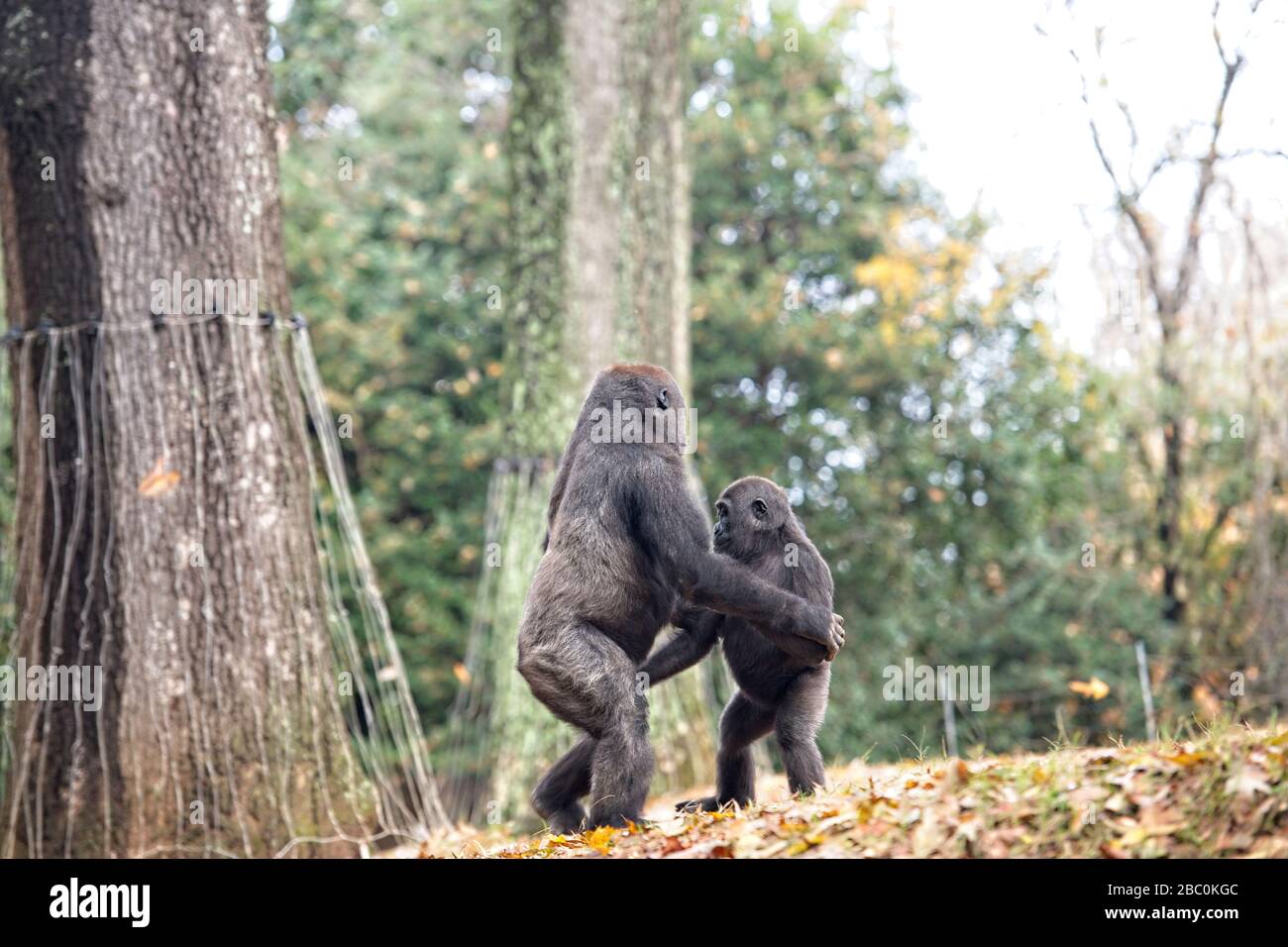 Western Lowland Gorillas nel loro habitat allo Zoo di Atlanta Foto Stock