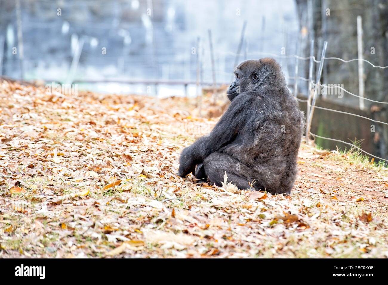Western Lowland Gorillas nel loro habitat allo Zoo di Atlanta Foto Stock
