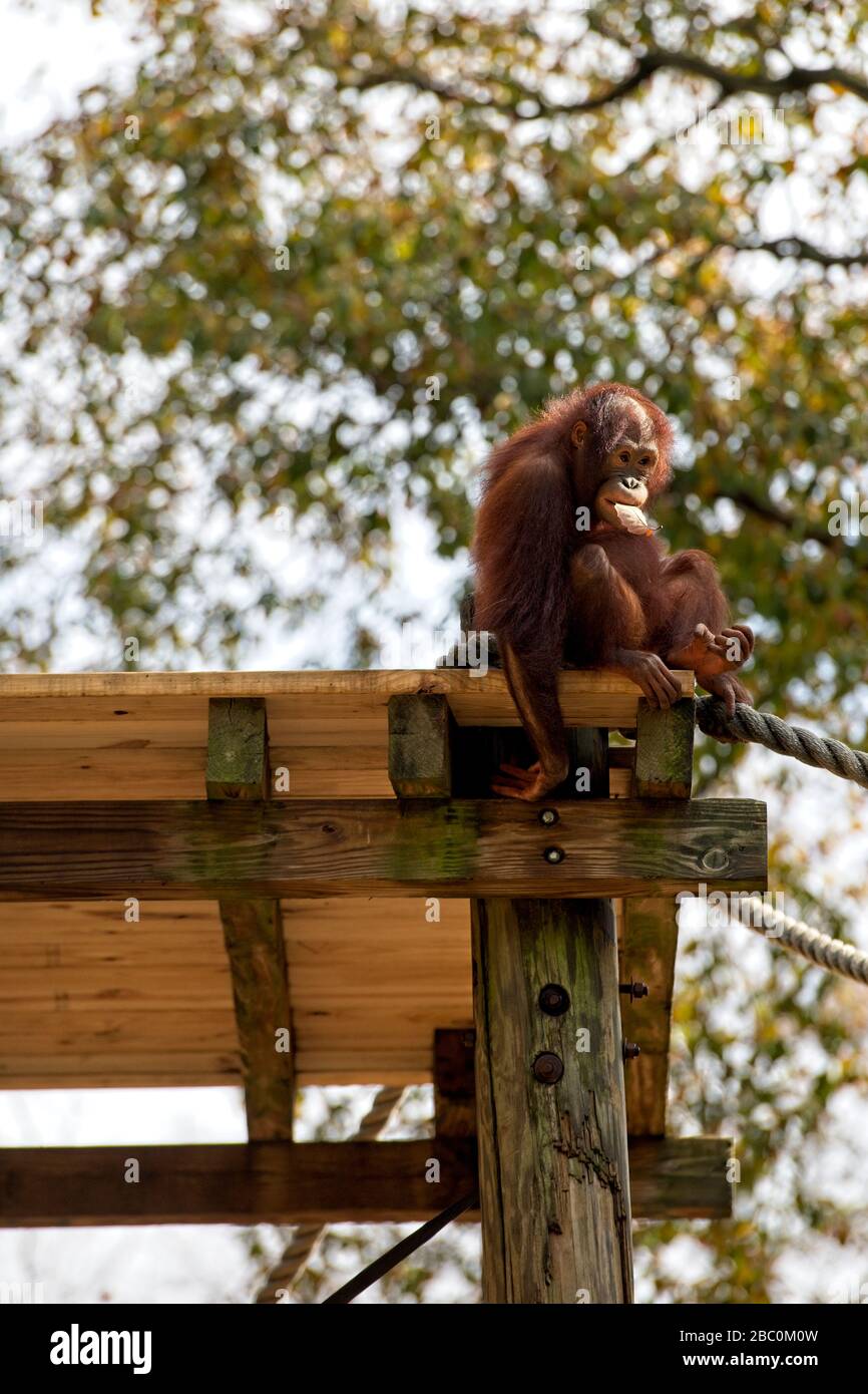 Borean Orangutan seduto su una piattaforma in un albero allo Zoo di Atlanta Foto Stock