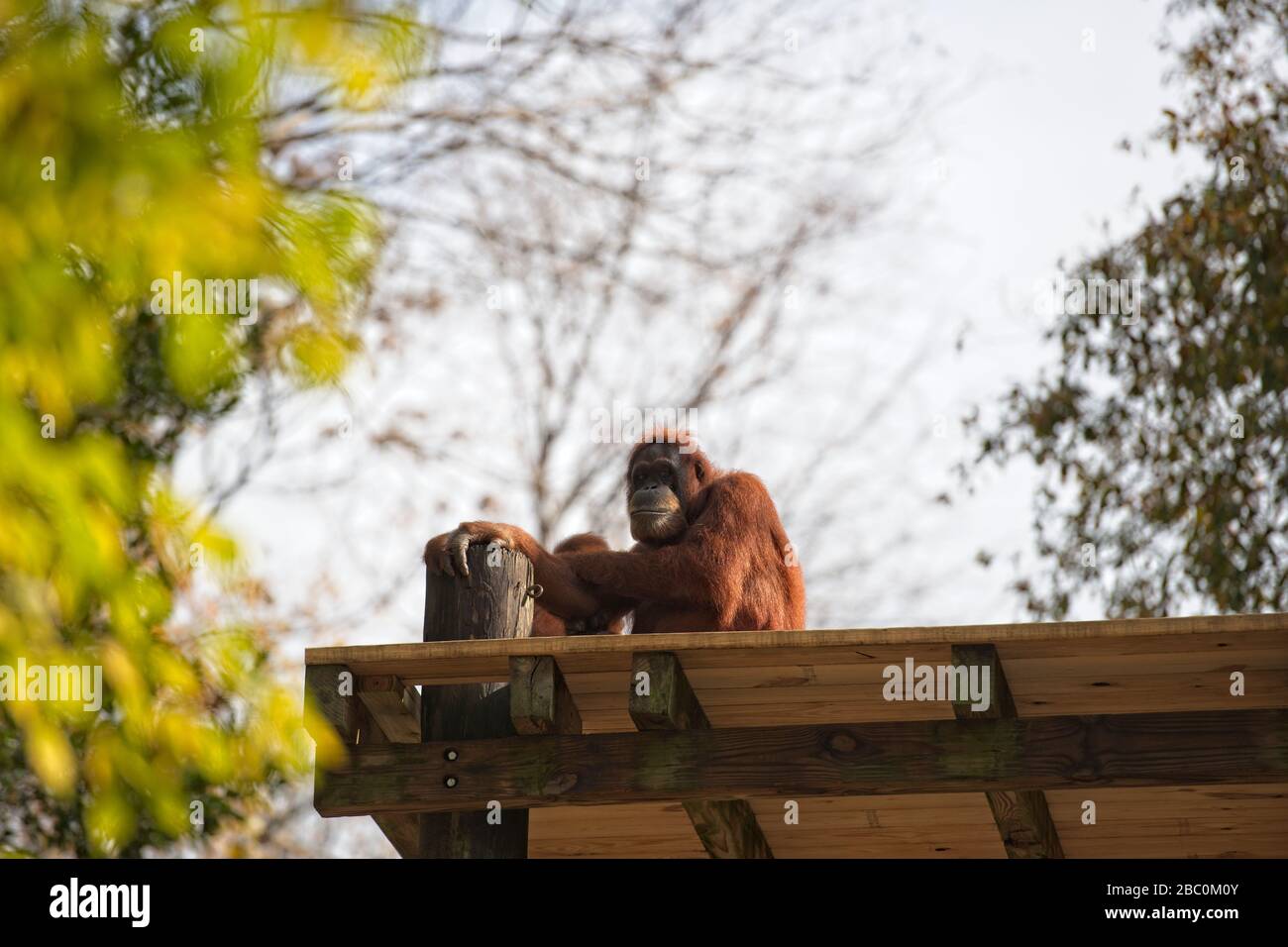 Borean Orangutan seduto su una piattaforma in un albero allo Zoo di Atlanta Foto Stock