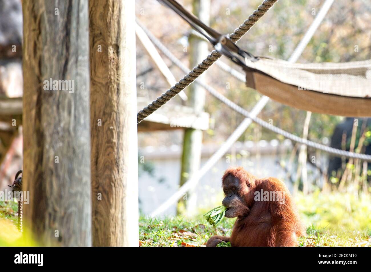 Borean Orangutan mangiare verdure allo Zoo di Atlanta Foto Stock
