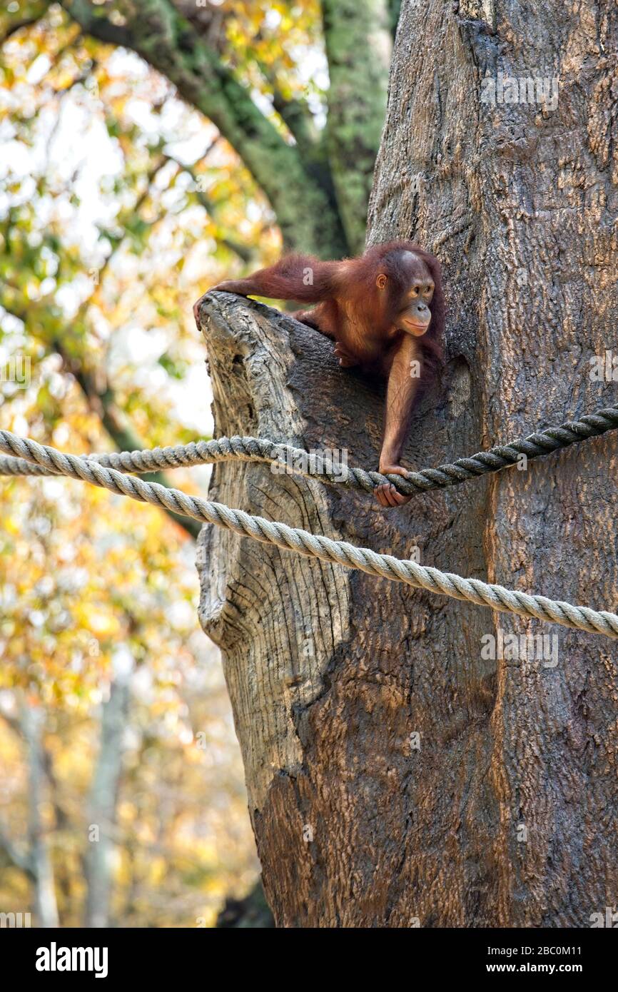 Borean Orangutan arrampica su un albero allo Zoo di Atlanta Foto Stock