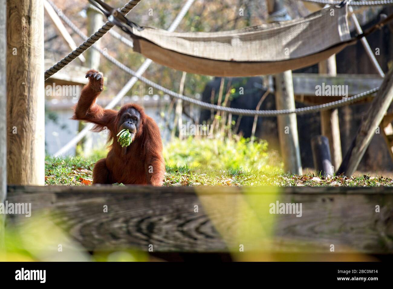Borean Orangutan mangiare verdure allo Zoo di Atlanta Foto Stock