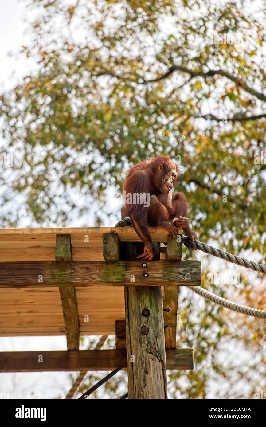 Borean Orangutan seduto su una piattaforma in un albero allo Zoo di Atlanta Foto Stock