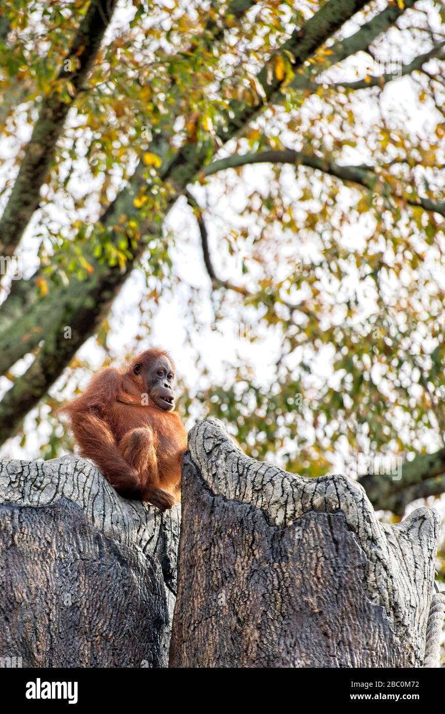 Borean Orangutan seduto su una roccia allo Zoo di Atlanta Foto Stock