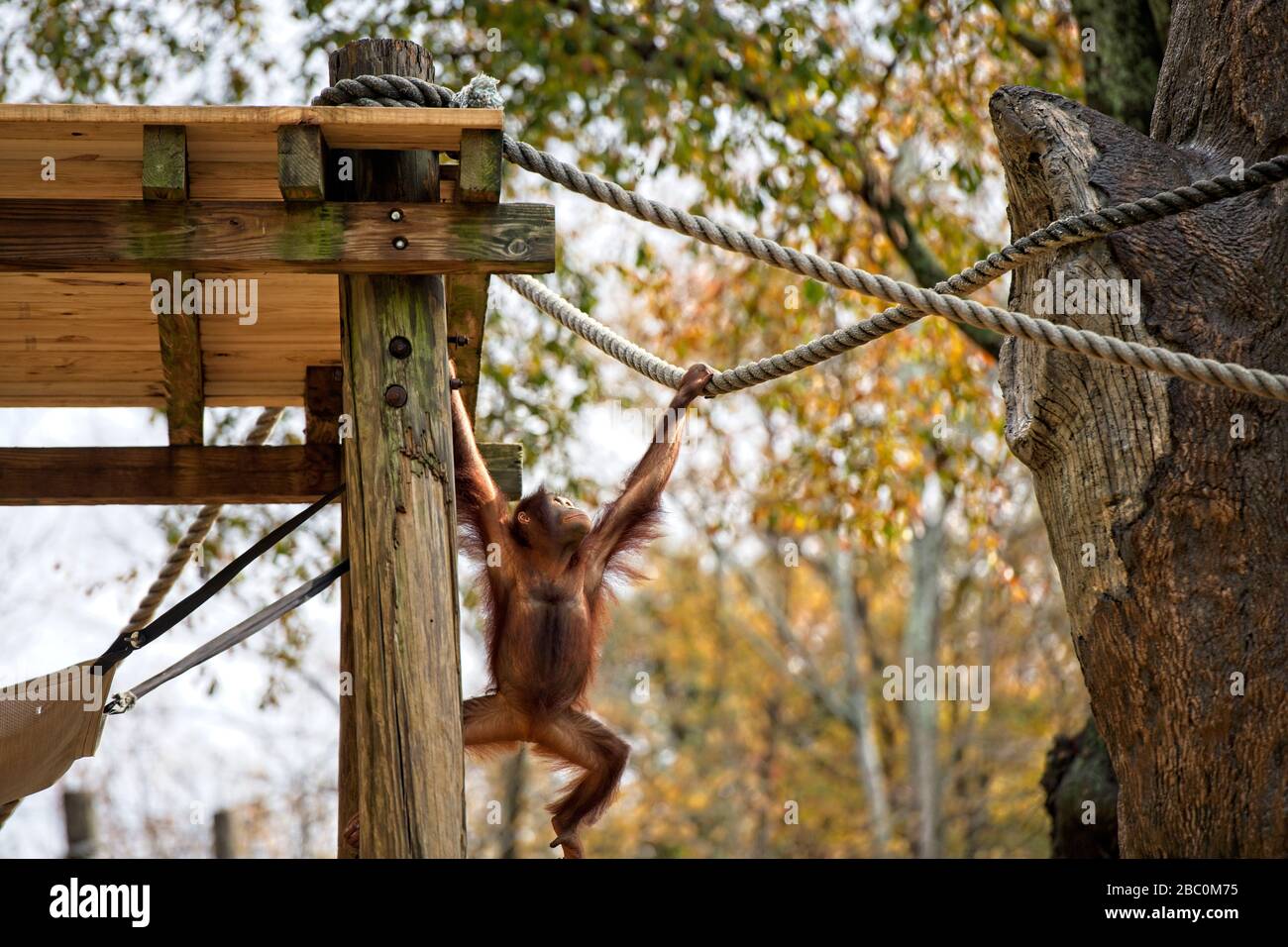 Borean Orangutan che oscilla da una corda nel suo habitat allo Zoo di Atlanta Foto Stock