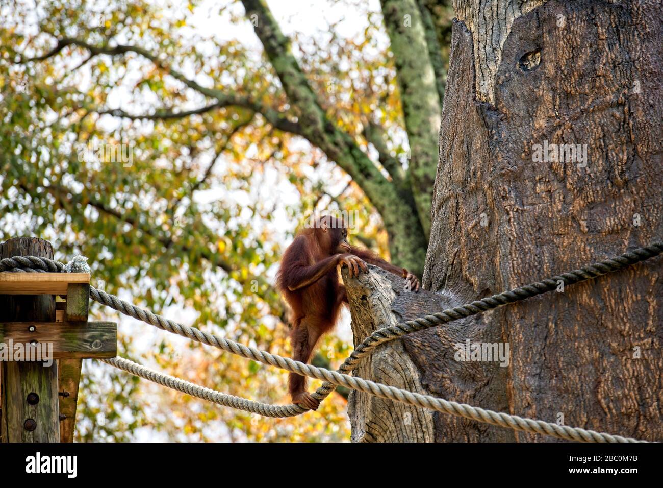 Borean Orangutan arrampica su un albero allo Zoo di Atlanta Foto Stock