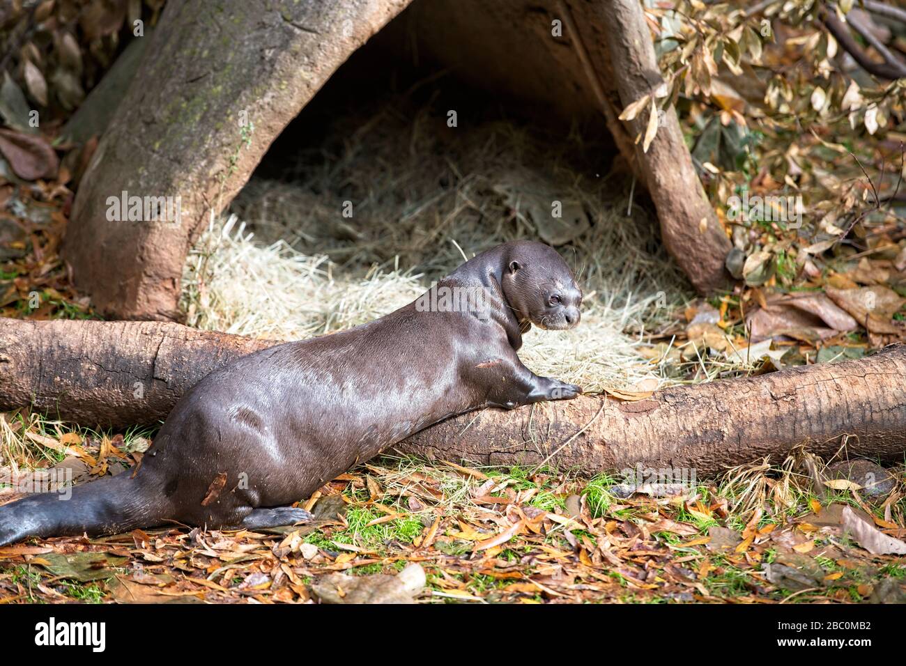 Giganti Otters in uno zoo Foto Stock