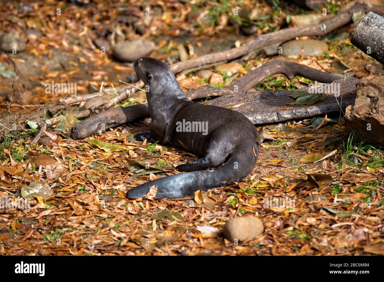 Giganti Otters in uno zoo Foto Stock