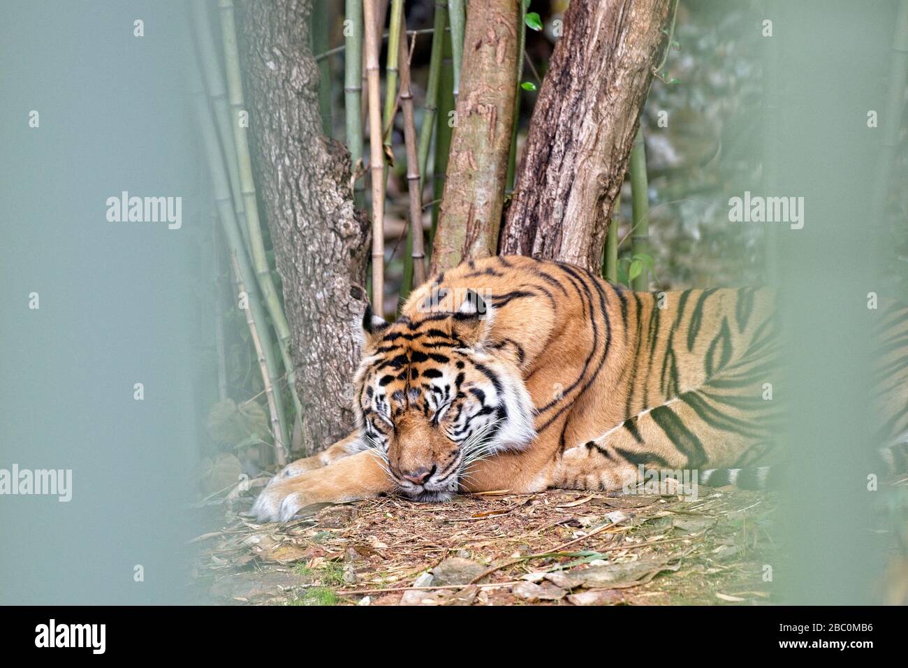 Una tigre di Sumatran è addormentata nel suo habitat allo Zoo di Atlanta Foto Stock
