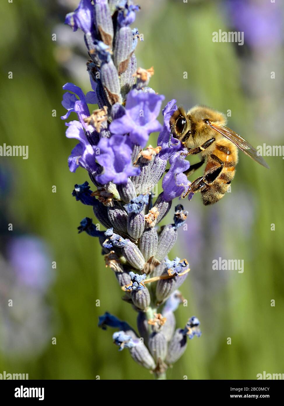 Vista dettagliata del miele delle api (Apis) alimentazione sul blu fiore lavanda Foto Stock