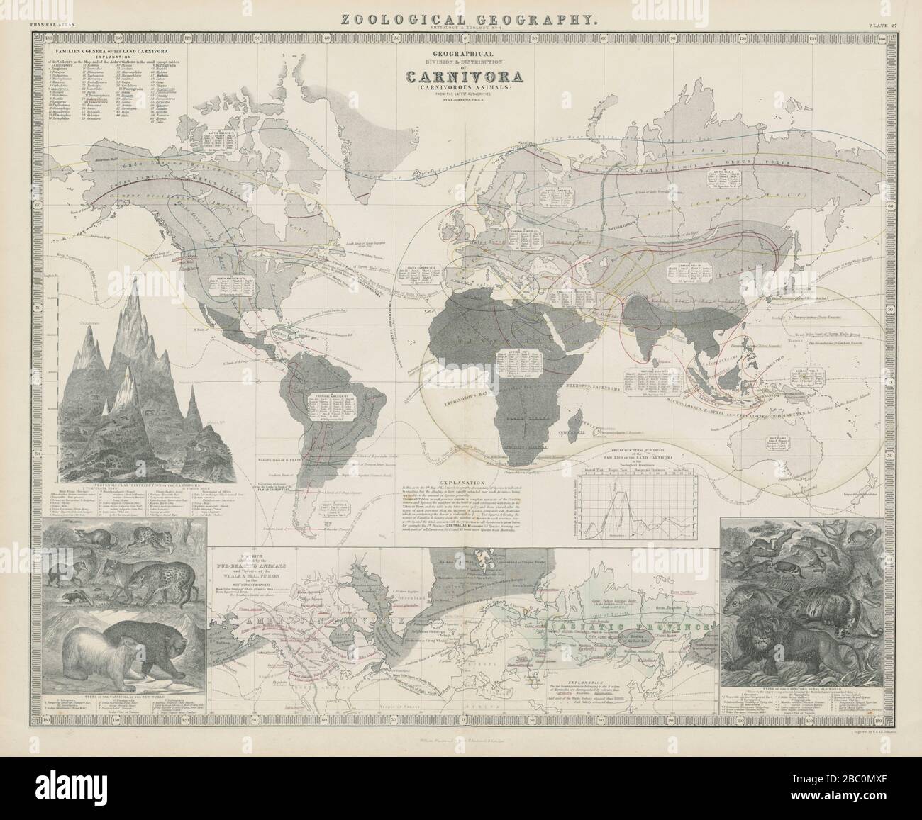 Geografia zoologica. Carnivora (animali carnivori) distribuzione 1856 mappa Foto Stock