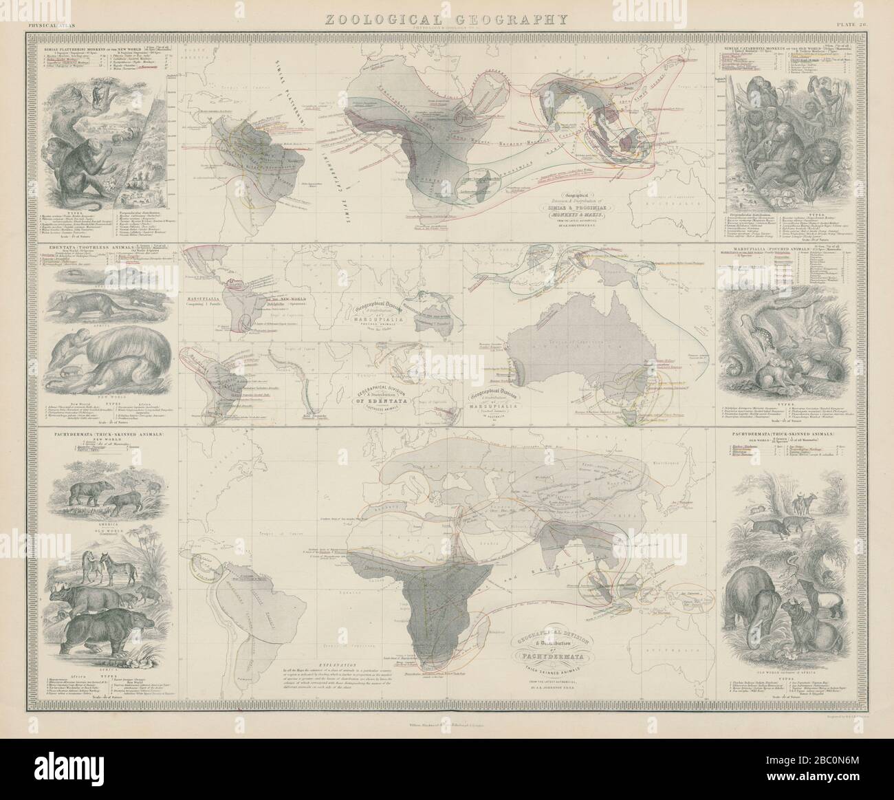 Geografia zoologica. Pachydermata - distribuzione di animali a pelle spessa 1856 mappa Foto Stock