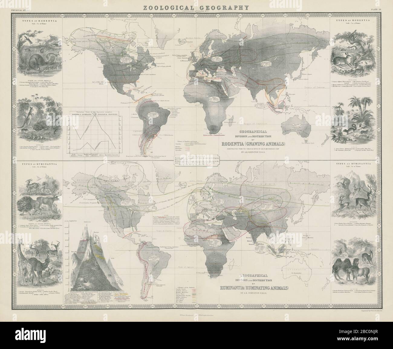 Geografia zoologica. Rodentia & Ruminantia distribuzione 1856 vecchia mappa antica Foto Stock