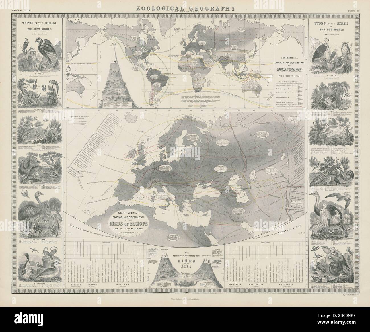 Geografia zoologica. Aves (Birds) distribuzione mondo & Europa 1856 vecchia mappa Foto Stock