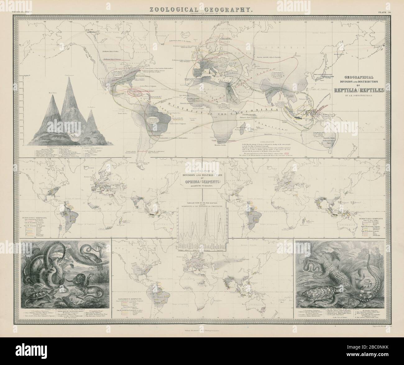 Geografia zoologica. Reptile & Ophidia (serpenti/serpenti) distribuzione 1856 mappa Foto Stock