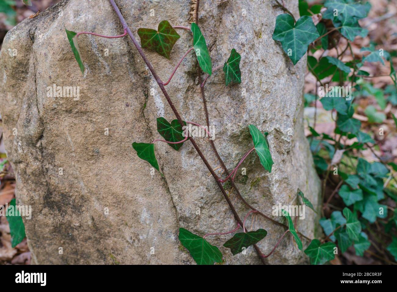 Mountain Light Sanctuary vicino a Barnardsville, North Carolina è un rifugio privato incentrato sull'esplorazione spirituale e il ringiovanimento. Foto Stock