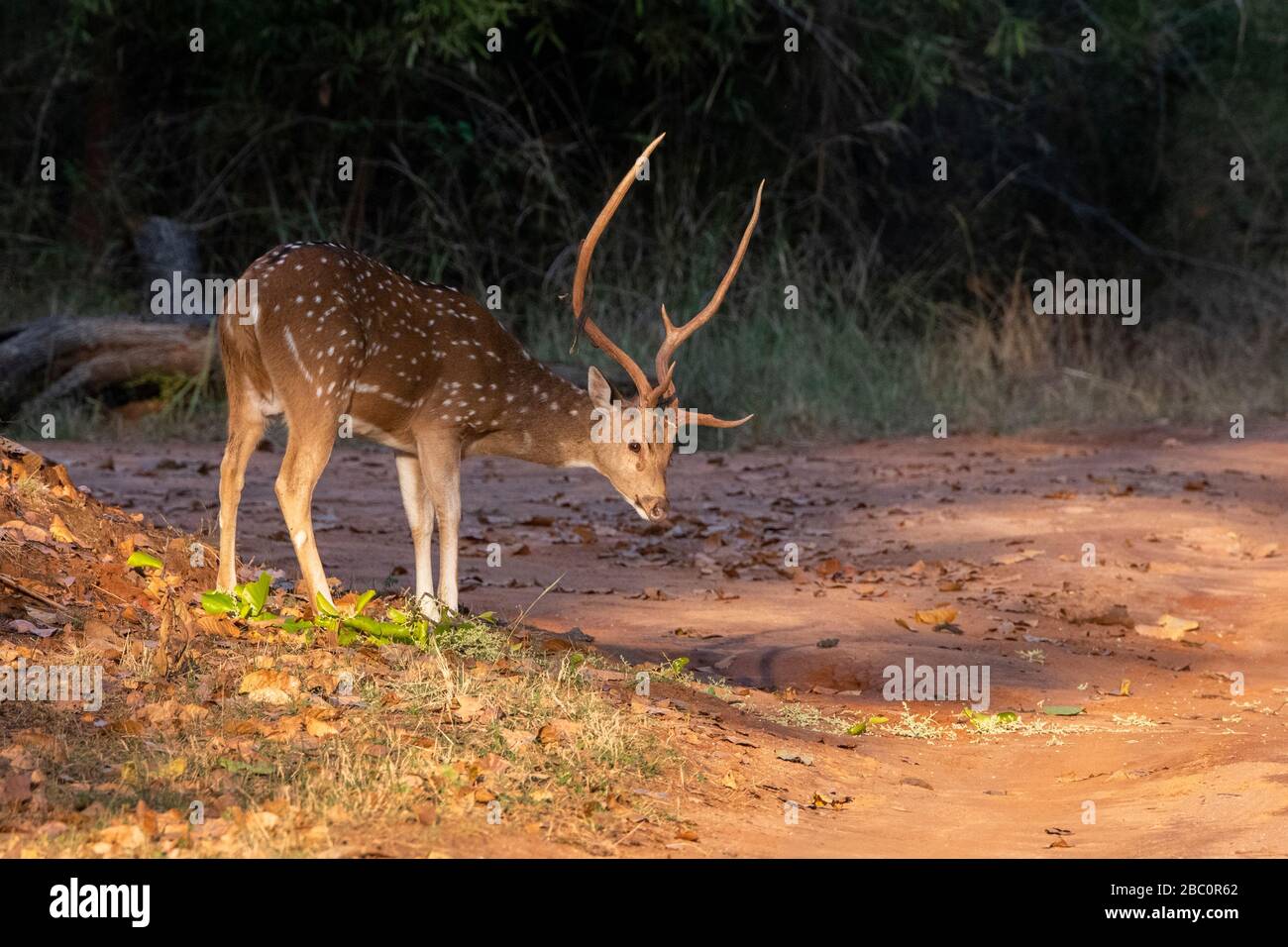 India, Madhya Pradesh, Parco Nazionale di Bandhavgarh. Cervo Chital maschio aka cervo spottato (SELVAGGIO: Asse asse) Foto Stock