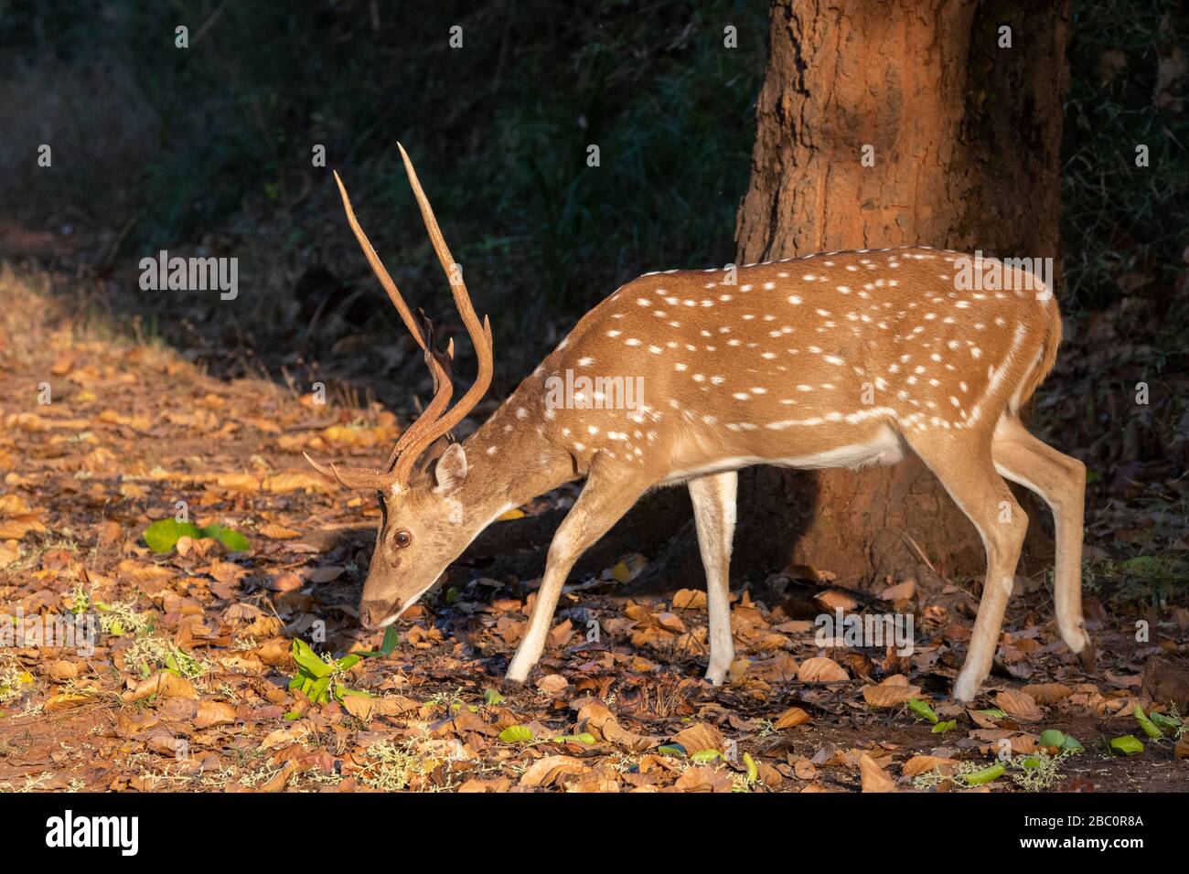 India, Madhya Pradesh, Parco Nazionale di Bandhavgarh. Cervo Chital maschio aka cervo spottato (SELVAGGIO: Asse asse) Foto Stock