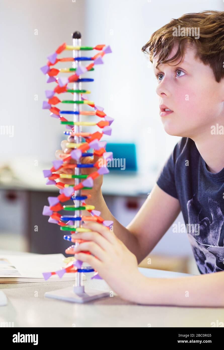 Ragazzo curioso che esamina il modello di DNA in classe Foto Stock