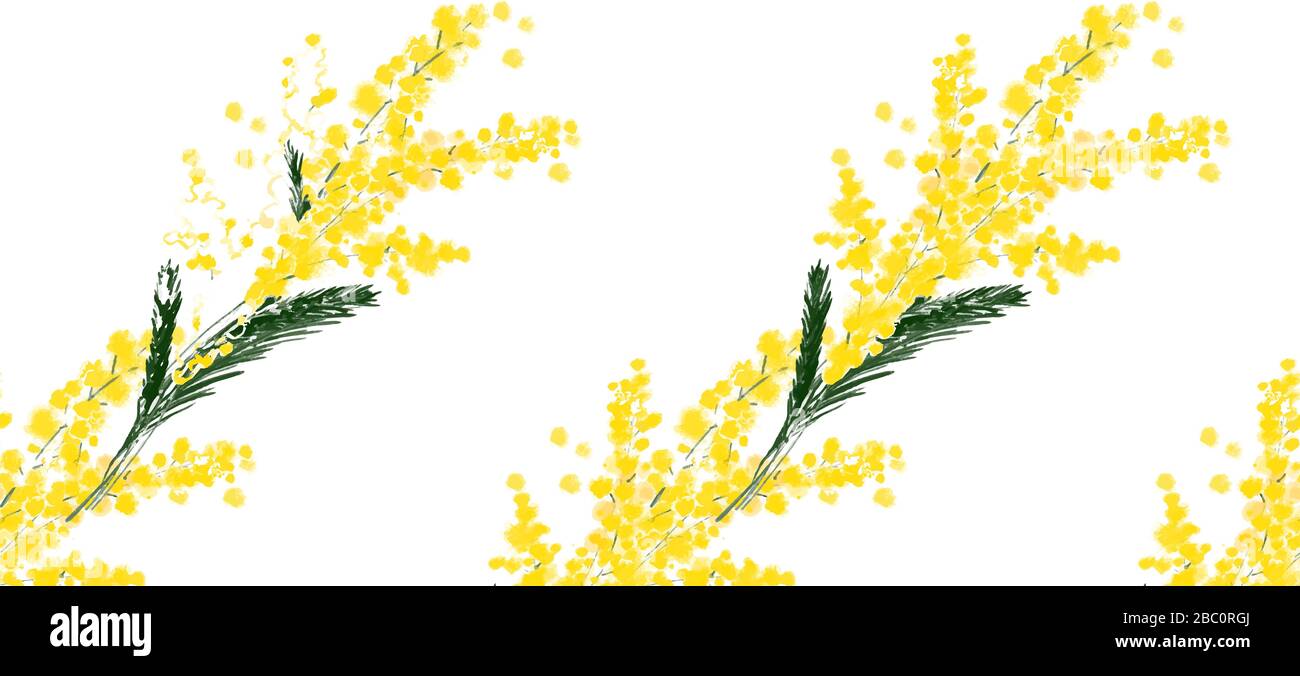 Motivo senza cuciture con llustration un fiore mimosa primavera su sfondo bianco Illustrazione Vettoriale